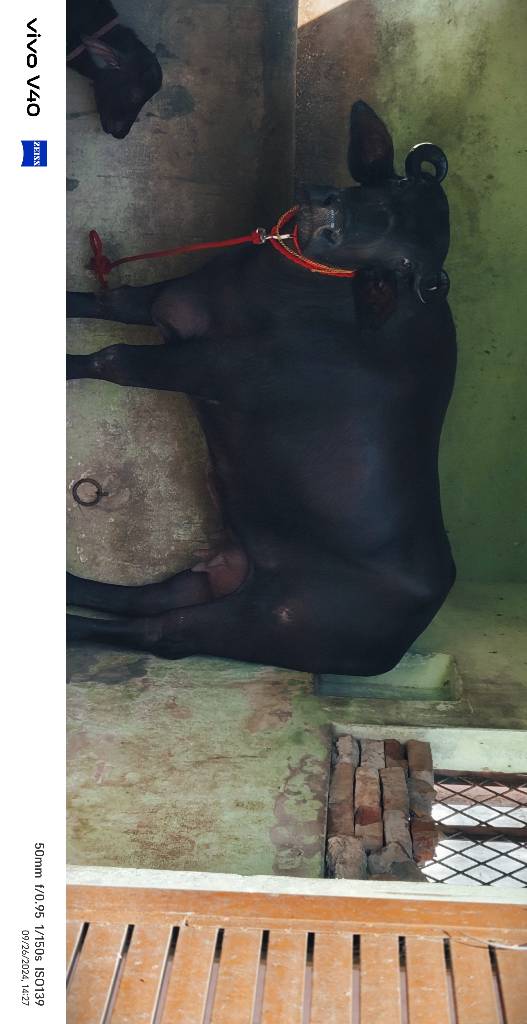 भैंस