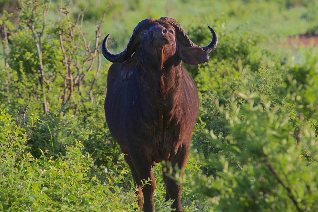 buffalo