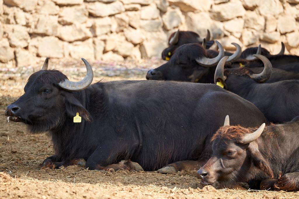 buffalo