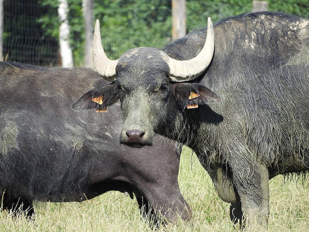 buffalo