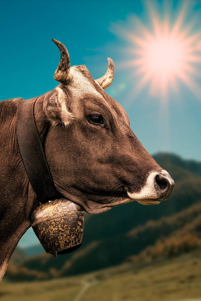 cow