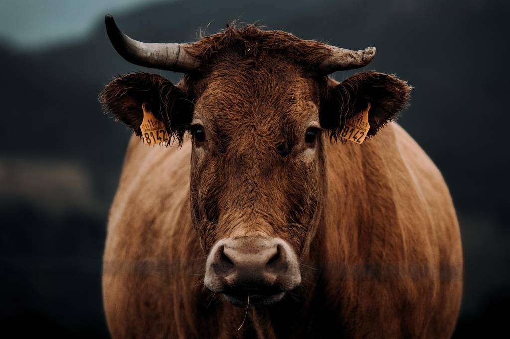 cow